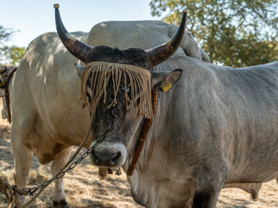 32. Jakovlja i Smotra istarskih volova u Kanfanaru