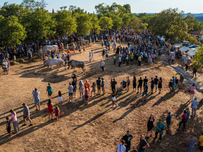 32. Jakovlja i Smotra istarskih volova u Kanfanaru