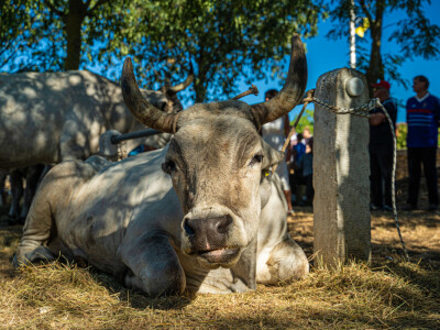 32. Jakovlja i Smotra istarskih volova u Kanfanaru