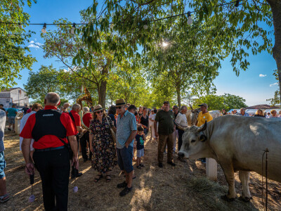 32. Jakovlja i Smotra istarskih volova u Kanfanaru