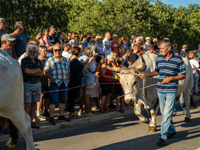 32. Jakovlja i Smotra istarskih volova u Kanfanaru