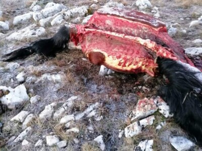 Divlji livanjski konji Divlji livanjski konji