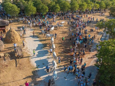 33. Jakovlja i Smotra istarskih volova - boškarina