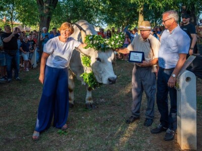 33. Jakovlja i Smotra istarskih volova - boškarina 33. Jakovlja i Smotra istarskih volova - boškarina