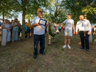 33. Jakovlja i Smotra istarskih volova - boškarina