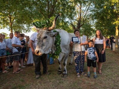 33. Jakovlja i Smotra istarskih volova - boškarina 33. Jakovlja i Smotra istarskih volova - boškarina