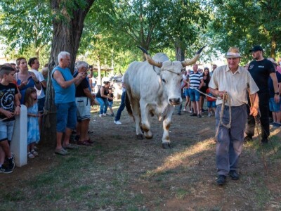 33. Jakovlja i Smotra istarskih volova - boškarina 33. Jakovlja i Smotra istarskih volova - boškarina