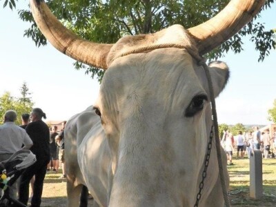 33. Jakovlja i Smotra istarskih volova - boškarina 33. Jakovlja i Smotra istarskih volova - boškarina