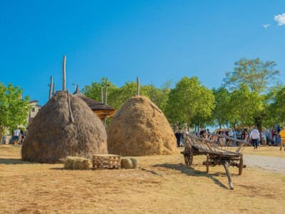 33. Jakovlja i Smotra istarskih volova - boškarina