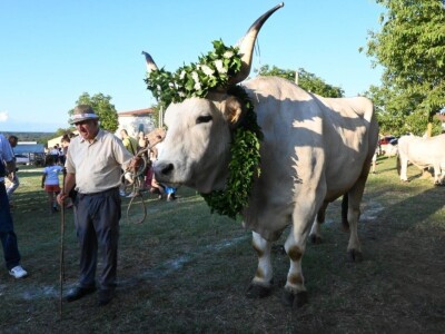 33. Jakovlja i Smotra istarskih volova - boškarina 33. Jakovlja i Smotra istarskih volova - boškarina