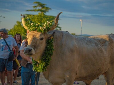 33. Jakovlja i Smotra istarskih volova - boškarina