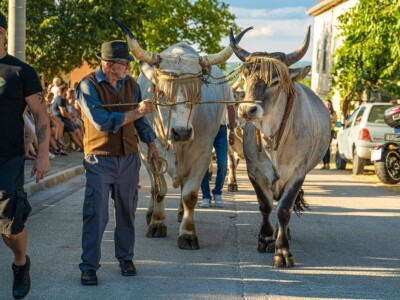 33. Jakovlja i Smotra istarskih volova - boškarina