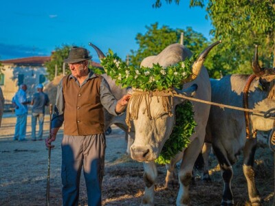 33. Jakovlja i Smotra istarskih volova - boškarina