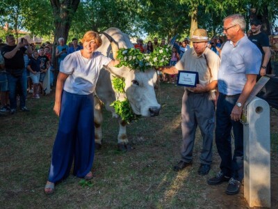 33. Jakovlja i Smotra istarskih volova - boškarina 33. Jakovlja i Smotra istarskih volova - boškarina