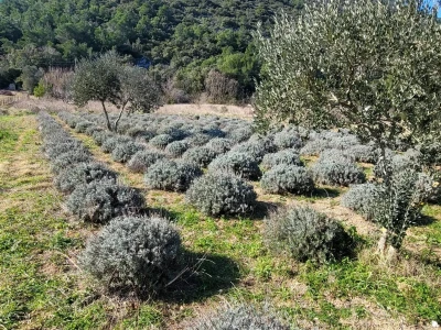 Lavanda pod stonskim zidinama