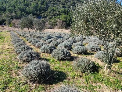 Lavanda pod stonskim zidinama