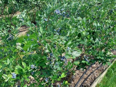 Skup o borovnici Skup o borovnici