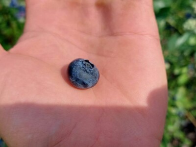 Skup o borovnici Skup o borovnici