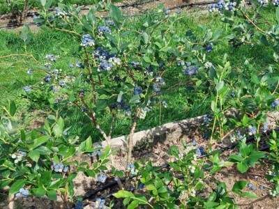 Skup o borovnici Skup o borovnici
