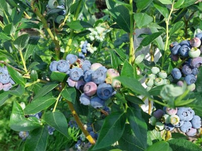 Skup o borovnici Skup o borovnici