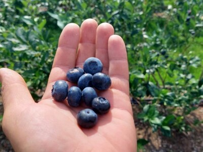 Skup o borovnici Skup o borovnici