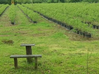 3,5 hektara zasađeno borovnicama