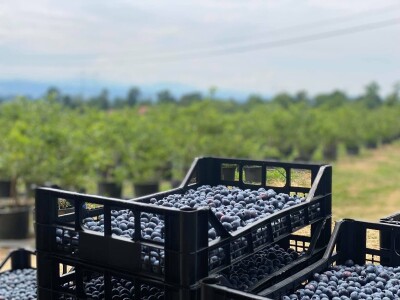 3,5 hektara zasađeno borovnicama