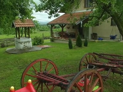 3,5 hektara zasađeno borovnicama