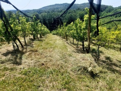 Ljetnja rezidba krušaka