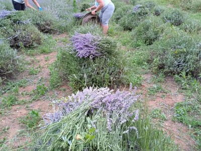 Lavanda pod stonskim zidinama