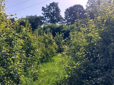 Ljetnja rezidba krušaka