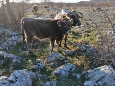 OPG Roguljić u Kučinama proizvodi med i pčelinje proizvode, soparnik, maslinovo ulje i suhe smokve te uzgaja buše