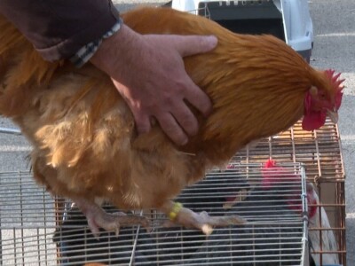 Australop sve popularniji na našem području