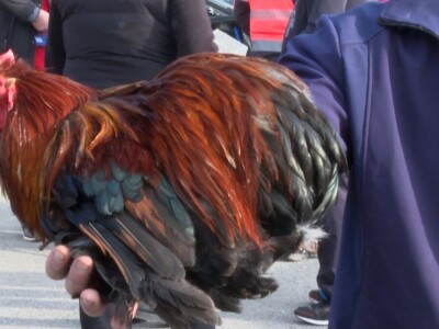 Australop sve popularniji na našem području