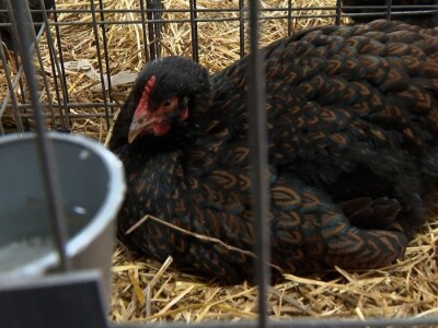 Australop sve popularniji na našem području