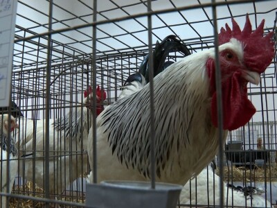 Australop sve popularniji na našem području