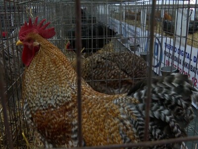 Australop sve popularniji na našem području