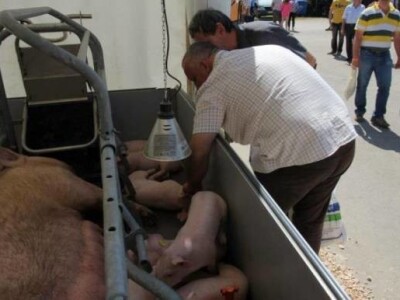 Krmača s praščićima