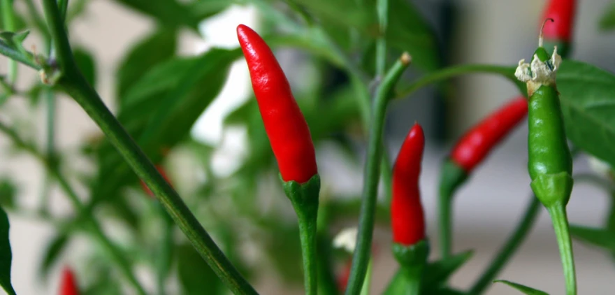 Čili paprika
