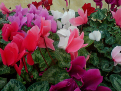 Cvjećarstvo Hadžić Cvjećarstvo Hadžić