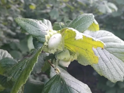 Izbrisati