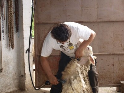 Šišanje ovce u sjedećem položaju, Bowenovom tehnikom