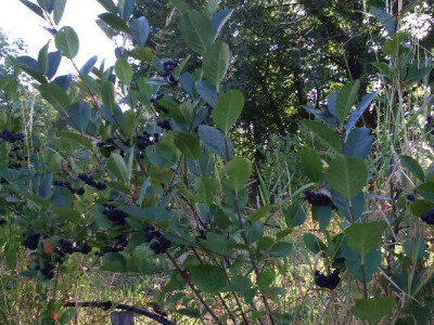 Srebrna medalja za kvalitet likera od aronije