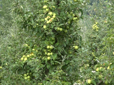 Rod jabuke u kraljevačkim selima