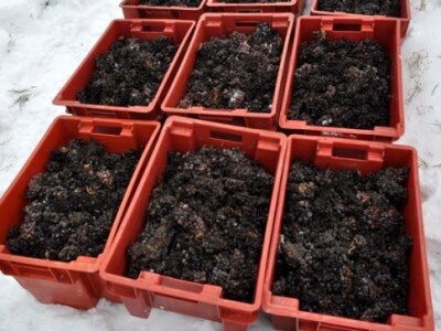 Ledena berba i kod vrhunskog enologa Ivice Peraka