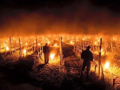 Paljenje vatre u vinogradima
