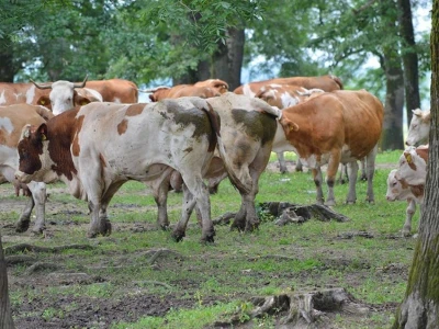 Krave