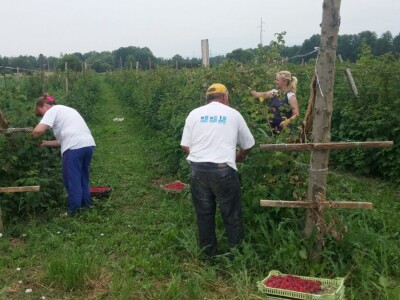 Berba malina u zadruzi &quot;Agro eko voće&quot;