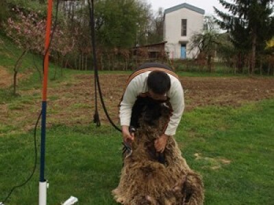 Bowenova tehnika šišanja ovaca