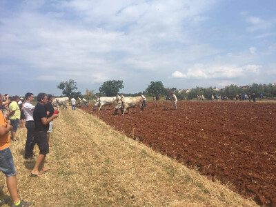 5. Županijsko natjecanje u oranju Istarske županije i 2. Županijsko natjecanje u oranju volovskim zapregama